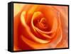 Peach Rose-David Papazian-Framed Stretched Canvas