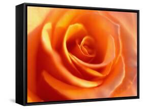 Peach Rose-David Papazian-Framed Stretched Canvas