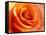 Peach Rose-David Papazian-Framed Stretched Canvas