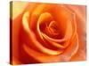 Peach Rose-David Papazian-Stretched Canvas