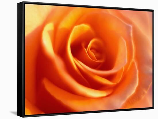 Peach Rose-David Papazian-Framed Stretched Canvas