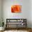 Peach Rose-David Papazian-Stretched Canvas displayed on a wall