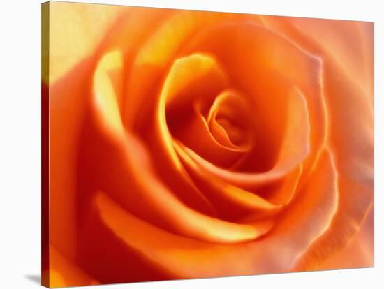 Peach Rose-David Papazian-Stretched Canvas