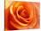 Peach Rose-David Papazian-Stretched Canvas