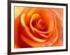 Peach Rose-David Papazian-Framed Photographic Print