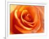 Peach Rose-David Papazian-Framed Photographic Print