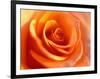 Peach Rose-David Papazian-Framed Photographic Print