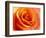 Peach Rose-David Papazian-Framed Photographic Print