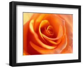 Peach Rose-David Papazian-Framed Photographic Print