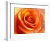 Peach Rose-David Papazian-Framed Photographic Print