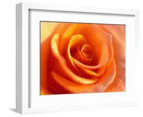 Peach Rose-David Papazian-Framed Photographic Print