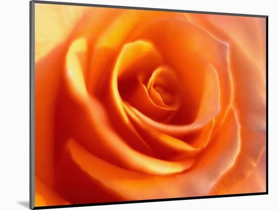 Peach Rose-David Papazian-Mounted Photographic Print