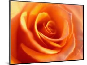 Peach Rose-David Papazian-Mounted Photographic Print