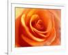 Peach Rose-David Papazian-Framed Photographic Print