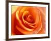 Peach Rose-David Papazian-Framed Photographic Print