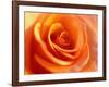 Peach Rose-David Papazian-Framed Photographic Print