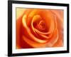 Peach Rose-David Papazian-Framed Photographic Print