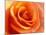 Peach Rose-David Papazian-Mounted Photographic Print