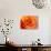 Peach Rose-David Papazian-Photographic Print displayed on a wall