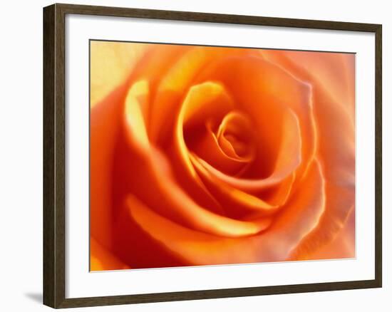 Peach Rose-David Papazian-Framed Photographic Print