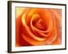 Peach Rose-David Papazian-Framed Photographic Print