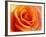 Peach Rose-David Papazian-Framed Photographic Print