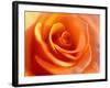 Peach Rose-David Papazian-Framed Photographic Print