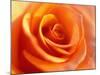 Peach Rose-David Papazian-Mounted Photographic Print