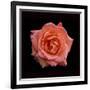 Peach Rose-Lee Peterson-Framed Photographic Print