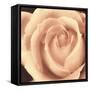 Peach Rose-Mindy Sommers-Framed Stretched Canvas