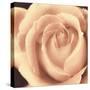 Peach Rose-Mindy Sommers-Stretched Canvas