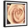 Peach Rose-Mindy Sommers-Framed Giclee Print