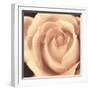 Peach Rose-Mindy Sommers-Framed Giclee Print