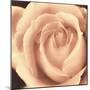 Peach Rose-Mindy Sommers-Mounted Giclee Print