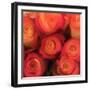 Peach Roses-Dan Meneely-Framed Art Print