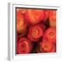 Peach Roses-Dan Meneely-Framed Art Print