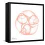 Peach Snail Shell-Albert Koetsier-Framed Stretched Canvas