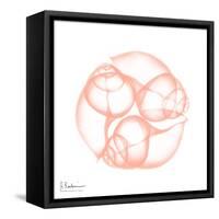 Peach Snail Shell-Albert Koetsier-Framed Stretched Canvas