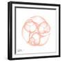 Peach Snail Shell-Albert Koetsier-Framed Art Print