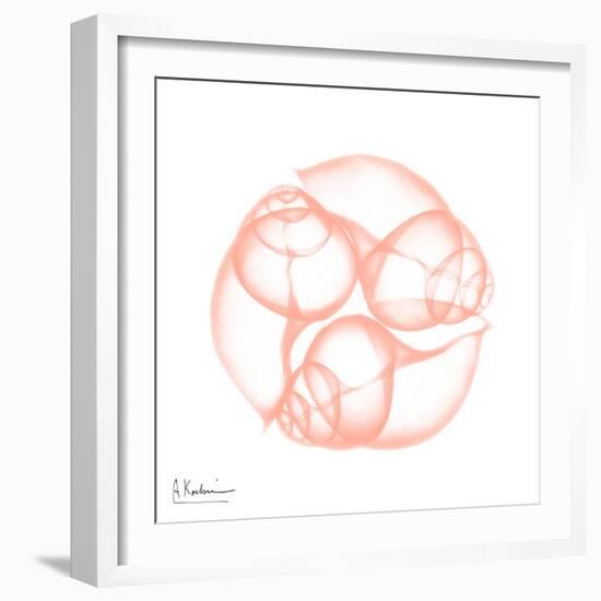 Peach Snail Shell-Albert Koetsier-Framed Art Print