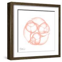 Peach Snail Shell-Albert Koetsier-Framed Art Print