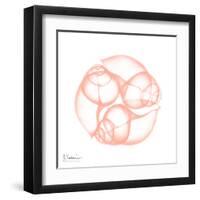 Peach Snail Shell-Albert Koetsier-Framed Art Print