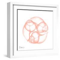 Peach Snail Shell-Albert Koetsier-Framed Art Print