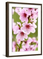 Peach-Tree, Branch, Detail, Blooms, Pink-Herbert Kehrer-Framed Photographic Print