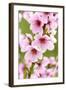 Peach-Tree, Branch, Detail, Blooms, Pink-Herbert Kehrer-Framed Photographic Print