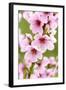 Peach-Tree, Branch, Detail, Blooms, Pink-Herbert Kehrer-Framed Photographic Print