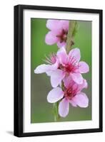 Peach-Tree, Fork, Blossoms, Detail-Herbert Kehrer-Framed Premium Photographic Print