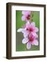 Peach-Tree, Fork, Blossoms, Detail-Herbert Kehrer-Framed Photographic Print