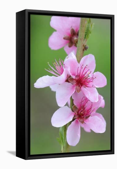 Peach-Tree, Fork, Blossoms, Detail-Herbert Kehrer-Framed Stretched Canvas