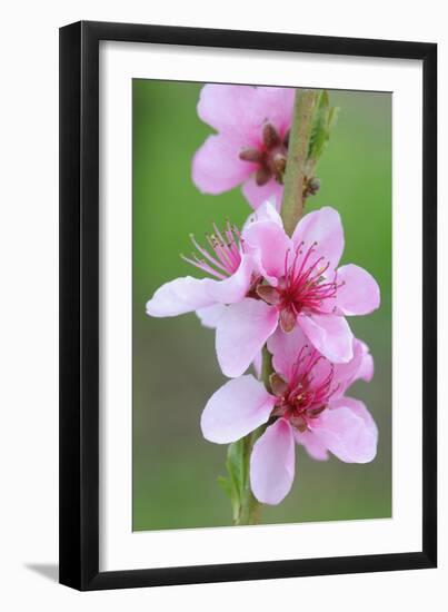 Peach-Tree, Fork, Blossoms, Detail-Herbert Kehrer-Framed Photographic Print